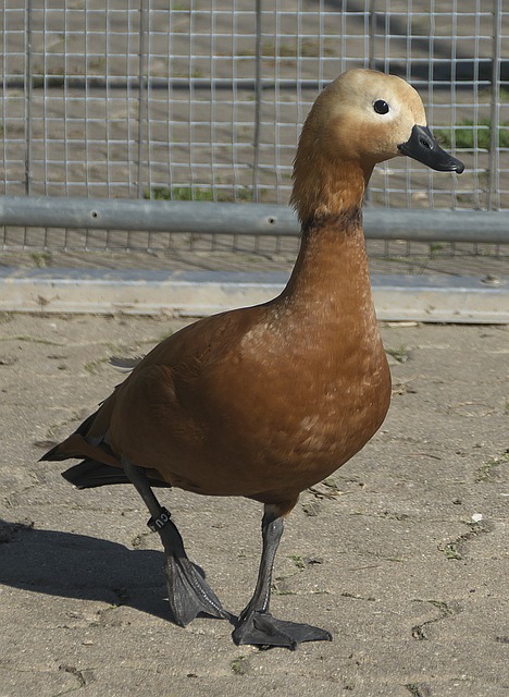 史蒂夫